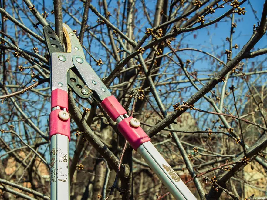 Loppers cutting a branch