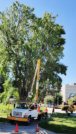 Your Certified Jacksonville Tree Experts!