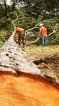 Certified Jacksonville Tree Service Experts